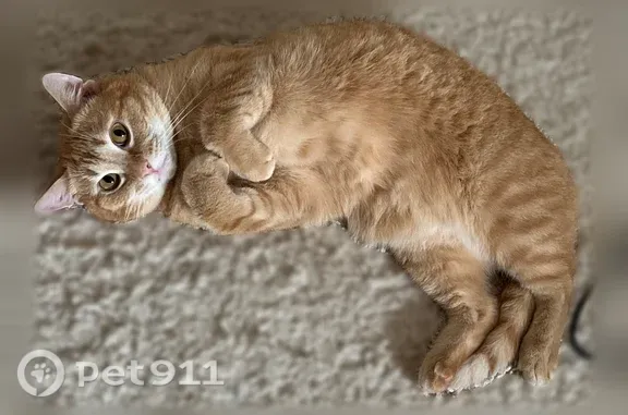 Пропала кошка, Ивана Черных, Томск — спокойный, кастрирован - photo