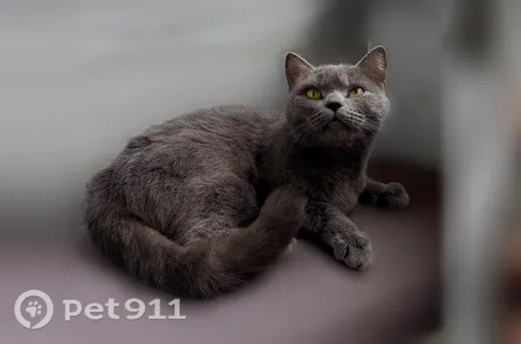 Найдена кошка, Москва, фото: Найдена кошка, Бутлерова, д. 24, Москва — нежная и ласковая девочка