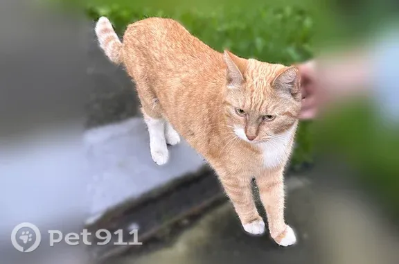 Найдена кошка, Москва, фото: Найдена кошка, Район Коньково (г Москва), Введенского, д. 23 2, Москва — не придержана