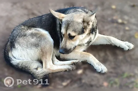 Найдена собака, Раменское, фото: Найдена собака, Поселок городского типа Удельная (г Раменское), Северная, Раменское — мальчик в ошейнике