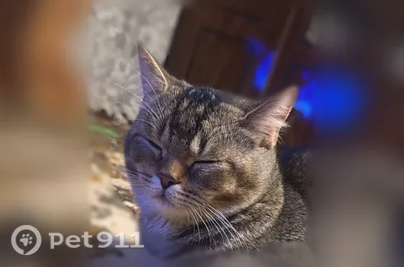 Пропала кошка, Олега Кошевого, д. 47, Набережные Челны — кот Персик, британец, табби - photo