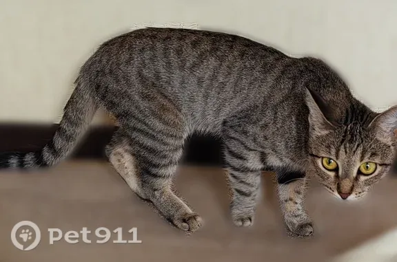 Найдена кошка, Кострома, фото: Найдена кошка, Беговая, Кострома — молодая, не стерилизована