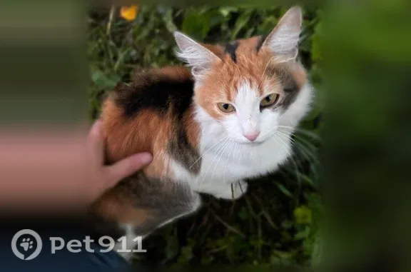 Найдена кошка, Чебоксары, Димитрова — очень контактная, бежит за человеком - photo