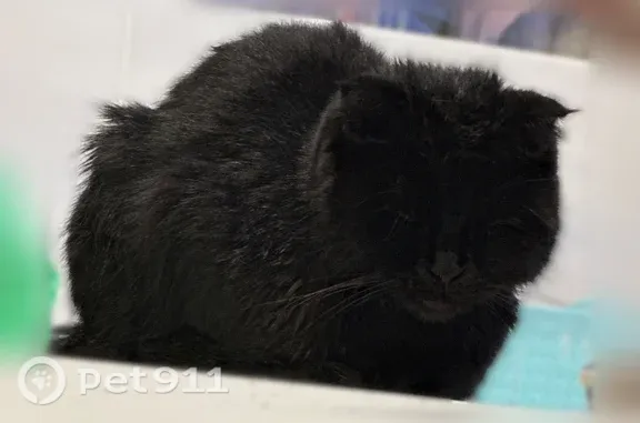 Найдена кошка, Казань, фото: Найдена кошка, Дементьева, Казань — чёрная, вислоухая