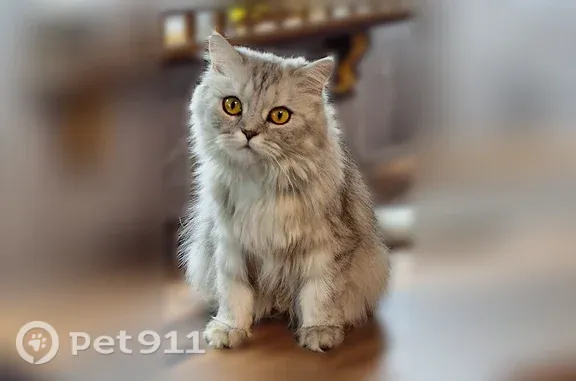 Пропала кошка, Садовое товарищество Каменный цветок (ГРЭС) (г Губаха), 8-я Садовая, д. 55, Губаха — серо-голубая, пушистая - photo