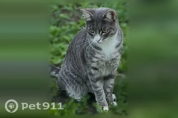 Кошки потеряшки, Кемерово, фото: Потеряшка кошка, Село Поморцево, Кемерово — полосатая, серый с белым окрас