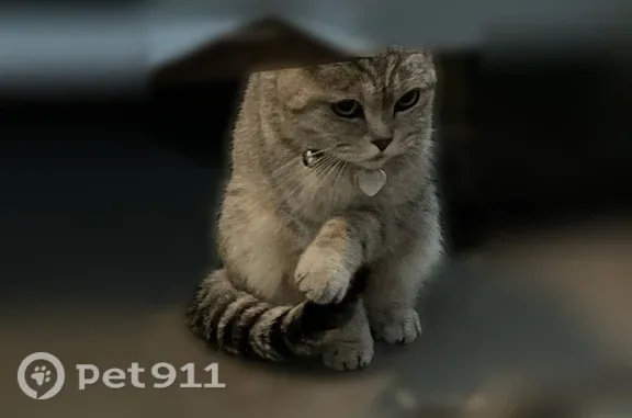 Найдена кошка, Москва, фото: Найдена кошка, Дмитрия Ульянова, д. 43 1, Москва — британская шиншина, ласковая