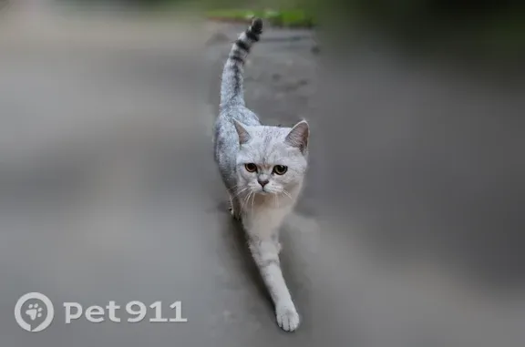 Найдена кошка, Подольск, фото: Найдена кошка, Подольск, Ватутина, д. 40, Подольск — живёт на улице уже три дня