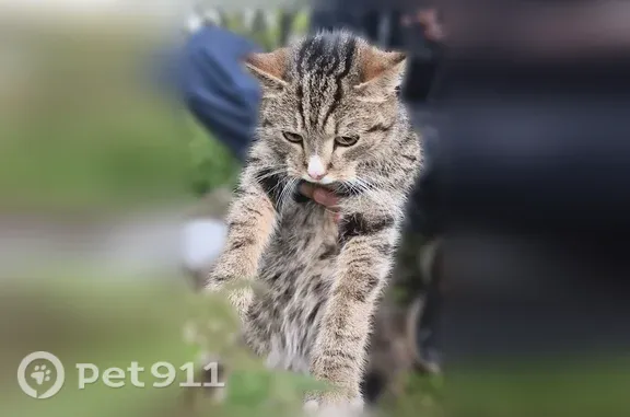 Найдена кошка, Мурманск, фото: Найдена кошка, Мурманск, Старостина, д. 99 — кричала, не уходила