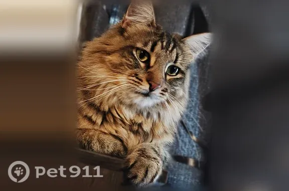 Пропала кошка, Жуковский — большой, серый, пушистый хвост - photo
