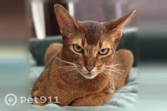 Пропала кошка, Владимир — дикий окрас, с ошейником - photo