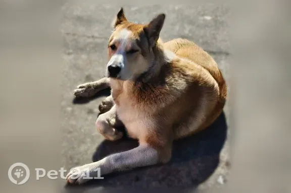 Собака ищет дом, Дежнёвцев, Архангельск — бело-рыжий - photo