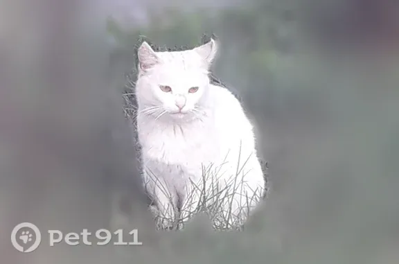 Кошка ищет дом, Тверь — беленькая кошечка из Юности - photo