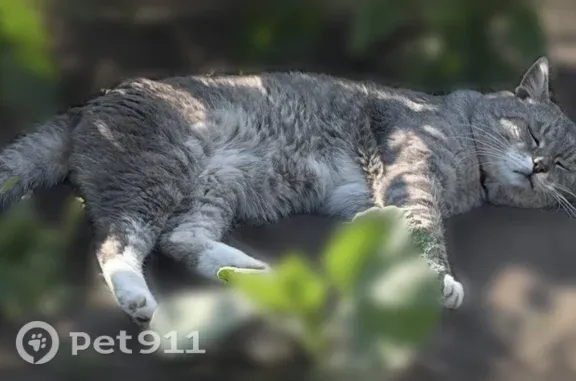 Кошки потеряшки, Донское, фото: Потеряшка кошка, Село Донское, Калинина, Донское — с ошейником, 14 лет