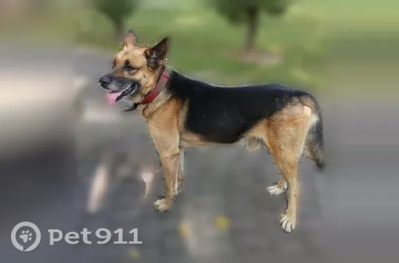 Найдена собака, Видное, фото: Найдена собака, Видное, Дивный, д. 14, Видное — мальчик, дружелюбный, в красном ошейнике