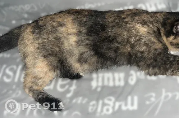 Пропала кошка, Ливны, Денисова, д. 13 — ласковая, игривая - photo