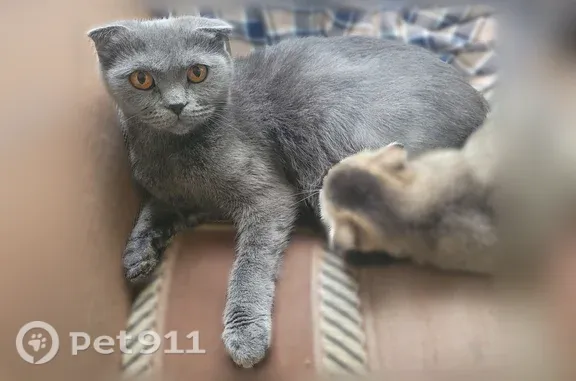 Пропала кошка, Район Ворошиловский (г Волгоград), Уржумская, д. 15, Волгоград — серая веслоухая - photo