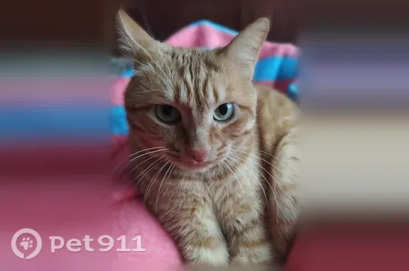 Пропала кошка, им. Менжинского, д. 28, Волгоград — рыжая, кастрированная - photo