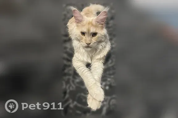 Пропала кошка Мальчик, Волоколамский район (rl1249721) - photo