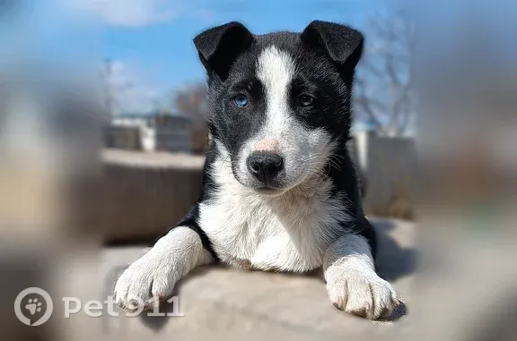 Пропала собака, Село Кочубеевское, Кавказская, Кочубеевское — девочка с разными глазами - photo