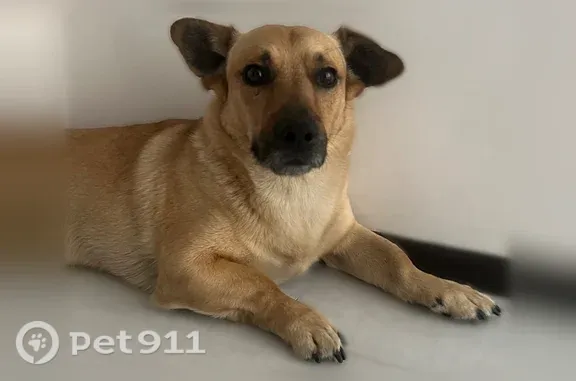 Пропала собака, Барнаул, Ляпидевского, д. 25 — отзывается на имя Коржик - photo