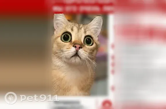 Пропала кошка, Поселок Хехцир, Нагорная, д. 23, Хехцир — серо-рыжая кошка Тёма, зелёные глаза - photo