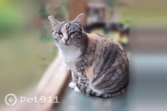 Пропала кошка, Рабочий поселок Заокский, Северная, Заокский — без глазика, вырвалась из переноски - photo