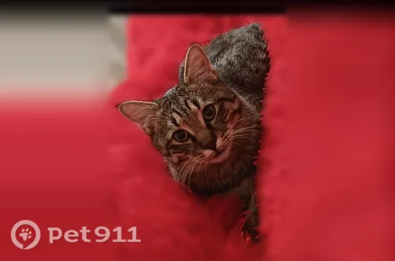 Пропала кошка, Почтовая, Геленджик — котик Маркиз, камышового окраса - photo