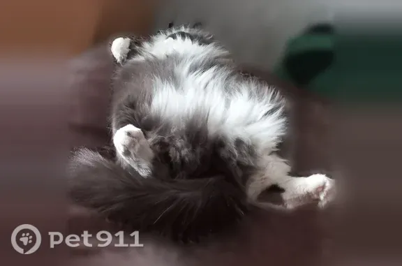Кошки потеряшки, Свободный, фото: Потеряшка кошка, Свободный, Последний, д. 38, Свободный — пепельная, зелёные глаза, белое брюшко и лапки