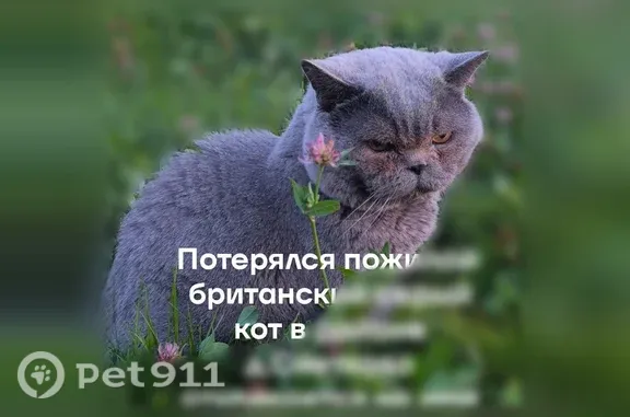 Кошки потеряшки, , фото: Потеряшка кошка, Территория Снетково (поселок Ларионово) — серый британский кот, не кастрирован