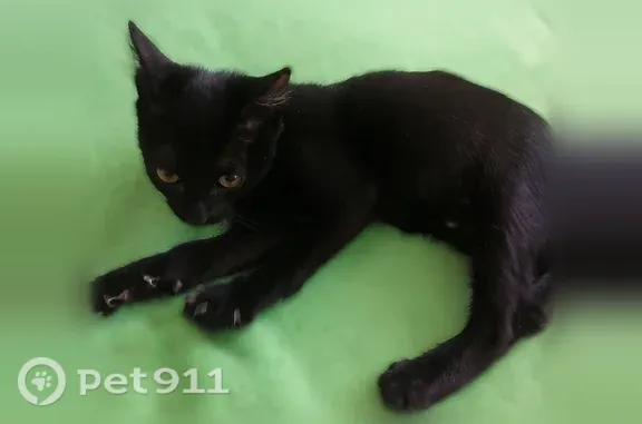 Найдена кошка, 8 Марта, Ульяновск — девочка 3–4 мес., очень игривая - photo