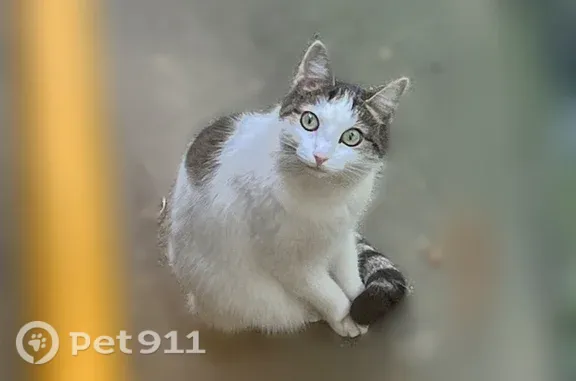 Найдена кошка, Москва, фото: Найдена кошка, Москва, Норильская, д. 1 — прячется в подвале, плачет