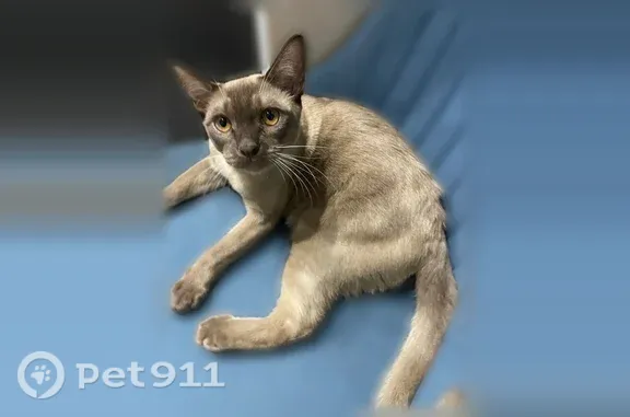 Пропала кошка, Самара, 20-я, Самара — ласковая, худой, коричневый окрас с подпалинами - photo