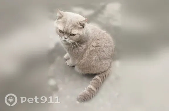 Найдена кошка, Нижний Новгород, фото: Найдена кошка, Баренца, Нижний Новгород