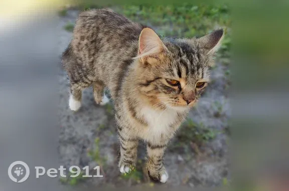 Найдена кошка, Павловский Посад, фото: Найдена кошка, Поселок городского типа Большие Дворы (г Павловский Посад), Полевая, Павловский Посад — при ходьбе поджимает заднюю лапку