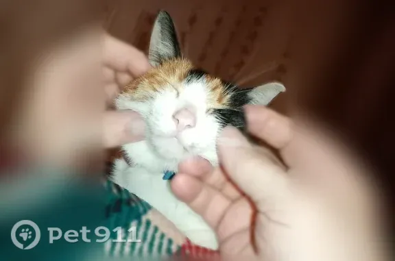 Пропала кошка, Ярославль, Советская, д. 64 — русская, трехцветная, одно ухо рваное - photo