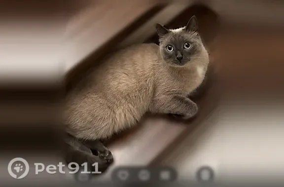 Пропала кошка, район Баланово, Героев Труда, Уфа — любимец семьи - photo