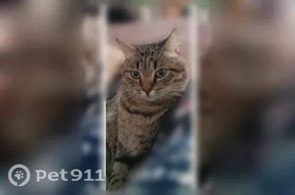 Объявления о пропавших и найденных животных, Югорск, фото: Пропала кошка, Югорск, Нововятская, д. 34 — кот Баюн, крупный, кастрированный