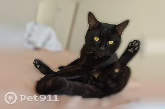 Пропала кошка, Театральная, Оренбург — крупный кот весом 5 кг - photo