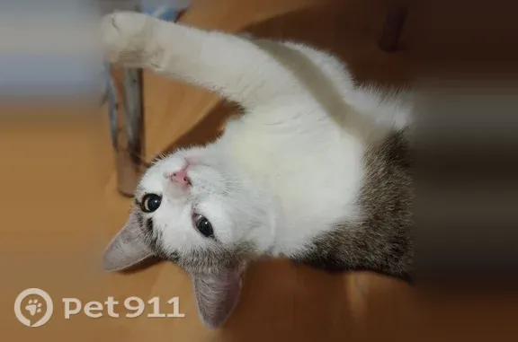 Найдена кошка, Выкса, фото: Найдена кошка, Островского, Выкса — короткошёрстная, молодая