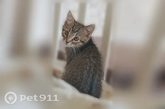 Пропала кошка, Иваново, 24-я, Иваново — девочка, котёнок 1,5 месяца - photo