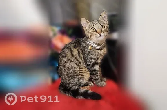Найдена кошка, М.Горького, Тула — котёнок-девочка, ручная, в ошейнике - photo
