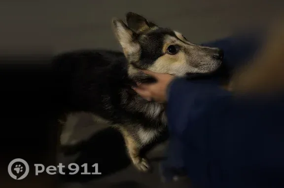 Собака ищет дом, Северодвинск, Ломоносова, д. 73А, Северодвинск — молодой кобель, 8–9 месяцев - photo