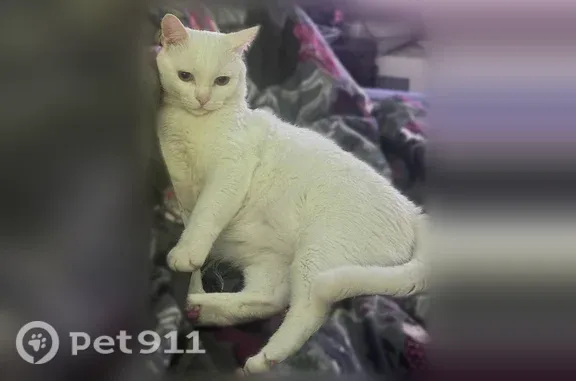 Пропала кошка, Рабочий поселок Тума, Н.Шпилевой, д. 27, Тума — белый кот, отзывается на кличку Беляш - photo