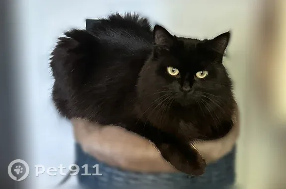 Пропала кошка, Орджоникидзе, д. 56а, Тюмень — черная, очень контактная - photo