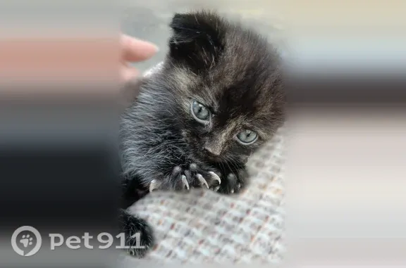 Кошка ищет дом, Георгиевск — добрая, ласковая, обработана от паразитов - photo