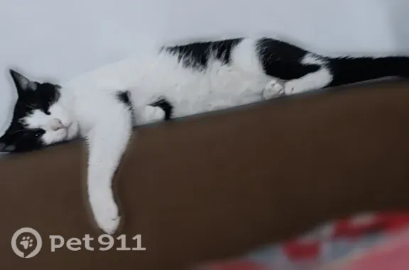Пропала кошка, Магнитогорск — чёрно-белая, зелёные глаза, 5 лет - photo
