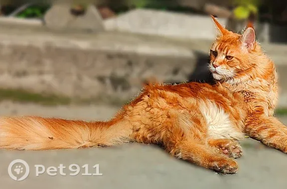 Пропала кошка, Территория снт Щеглово-1 (поселок Щеглово), Рябиновая, д. 239, Санкт-Петербург — очень большой рыжий кот, 6 пальцев на лапах - photo