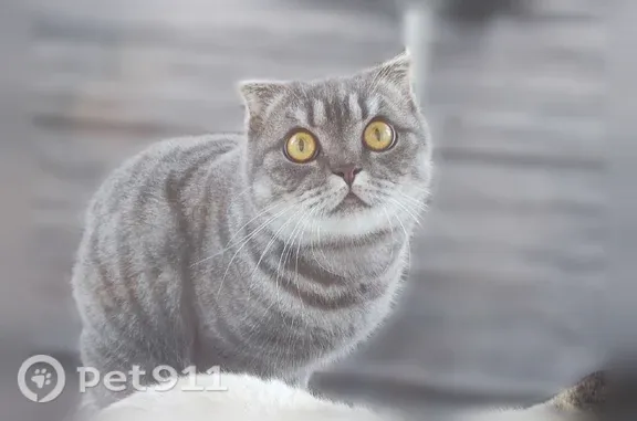 Пропала кошка, Деревня Грановщина, Степная, Грановщина — вислоухая, пугливая - photo