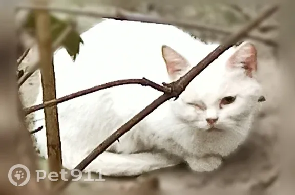 Найдена кошка, Курск, фото: Найдена кошка, Курск, Ленинского Комсомола, д. 64 — белая молоденькая, очень пугливая, с правым глазиком